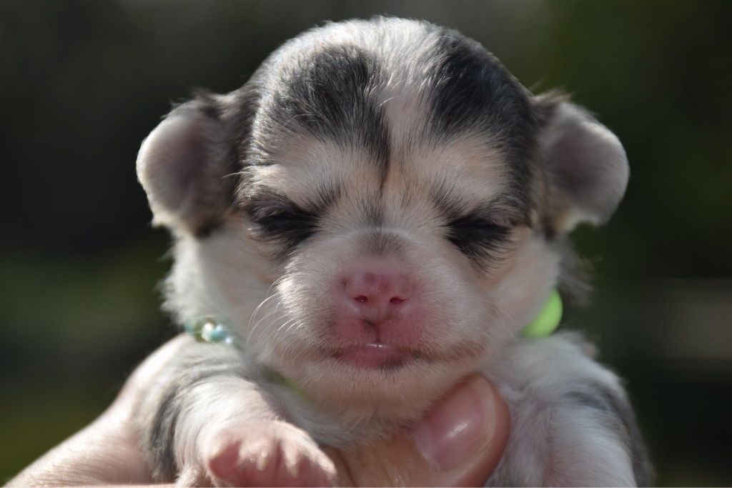 Blue Dance - Chiot disponible  - Chihuahua