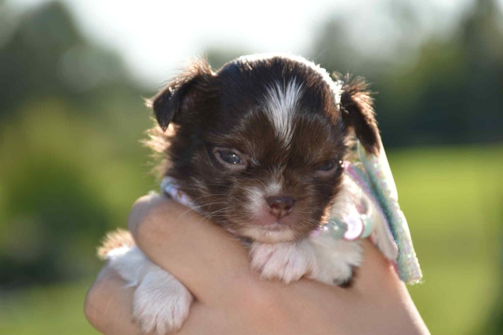 Blue Dance You and me forever