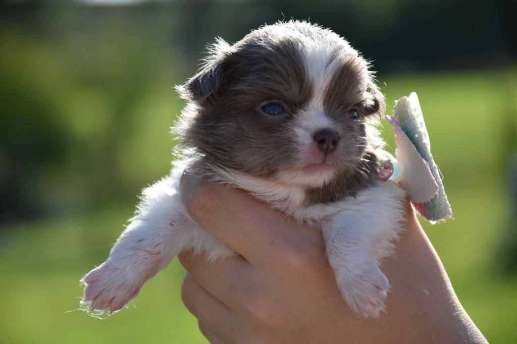 Blue Dance You are my little star